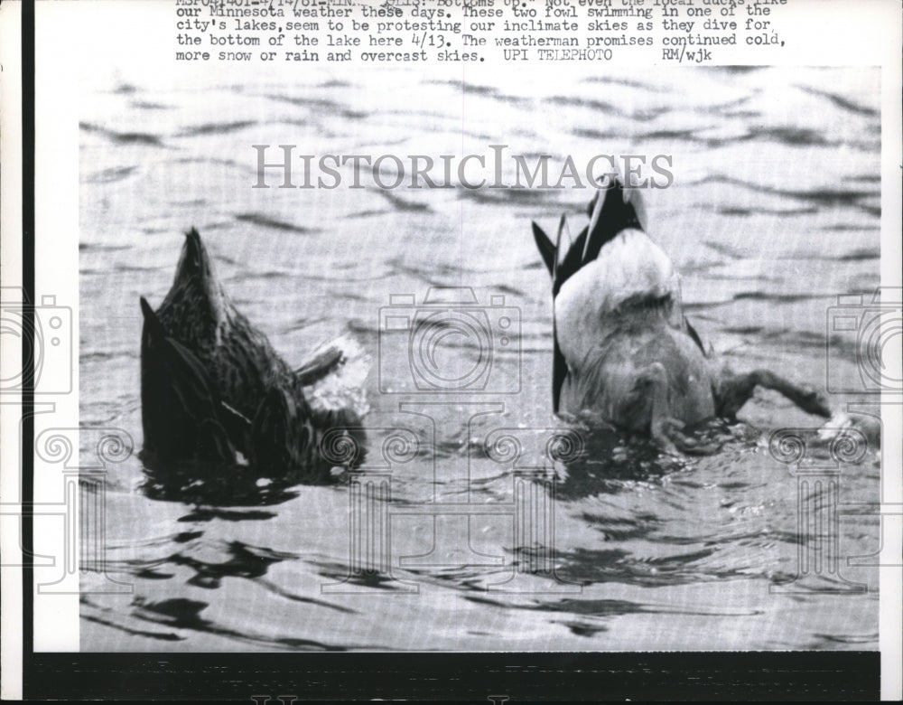 1961 Press Photo Ducks Dive With Butts Up In Cold Minnesota Lake - Historic Images