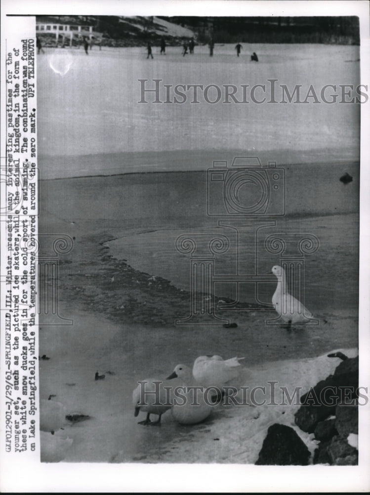 1961 Press Photo Ducks Swimming in Lake Springfield in Illinois - Historic Images