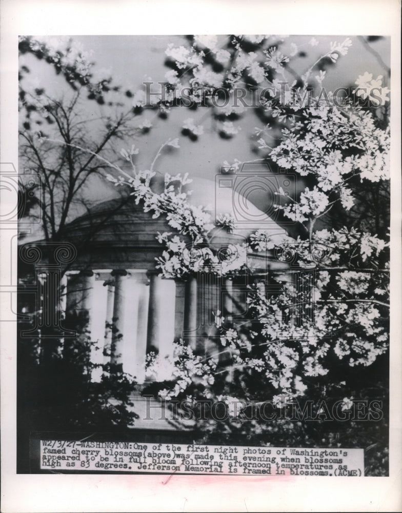 1949 Press Photo Famous Cherry Blossoms in Washington Jefferson Memorial Backdro-Historic Images