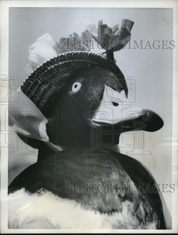 1962 Press Photo Easter parade Duck wearing Straw Bonnet - Historic Images