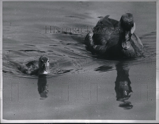 1960 Press Photo Mother Duck and Duckling in London Lake-Historic Images
