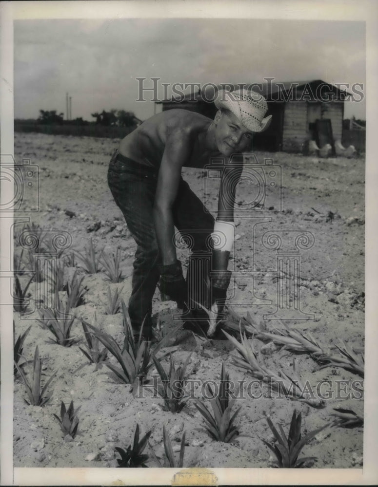 1948 Press Photo Dick Haviland sets out new pineapple plants on the plantation. - Historic Images