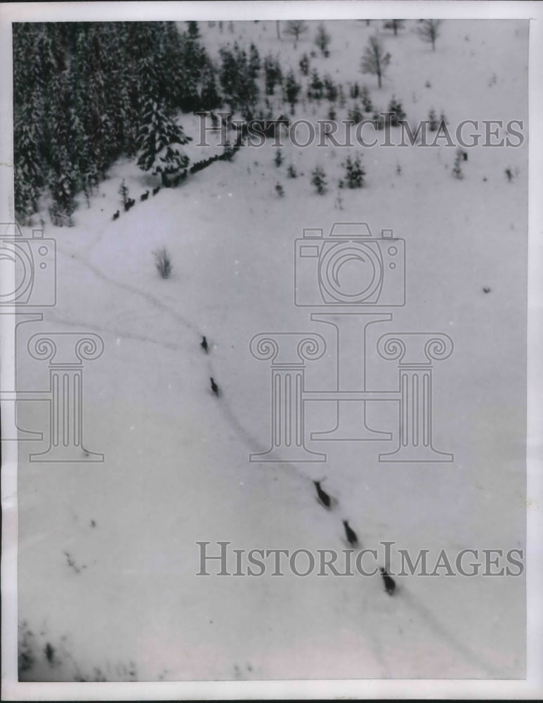 1952 Press Photo Herd of deer heasd for bundles of hay dropped by U.S Airforce. - Historic Images