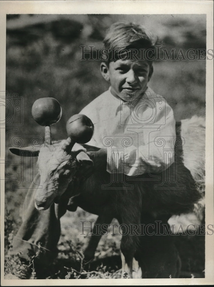 1932 Tom Marsh Covered Horns of Goat With Apples for Annual Show - Historic Images