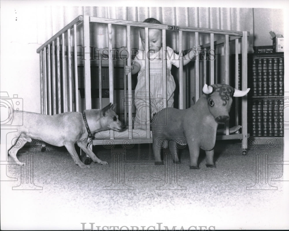 1962 Press Photo Baby Watches Dog With Stuffed Bull - Historic Images