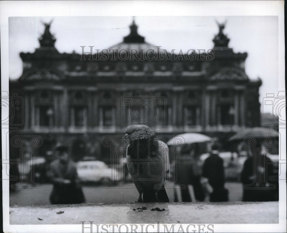 1962 Press Photo Pigeon On Place De L&#39;Opera In Paris - Historic Images