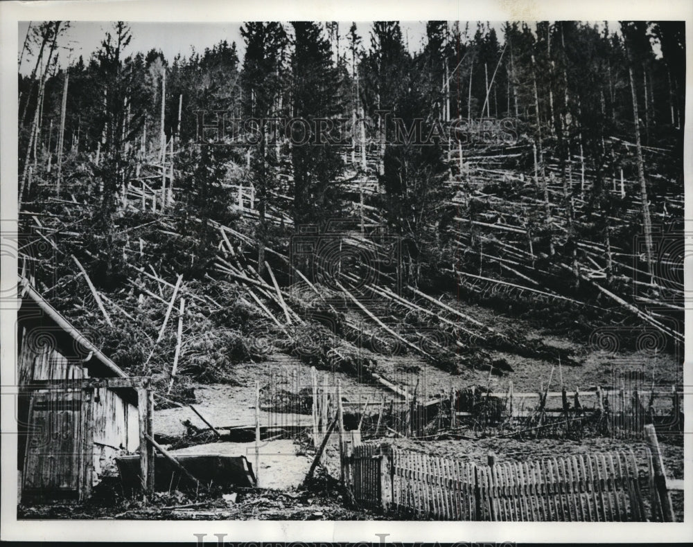 1962 Press Photo A Foehn bringing down trees in Bcahen Forest, Ablandschen, Swis - Historic Images