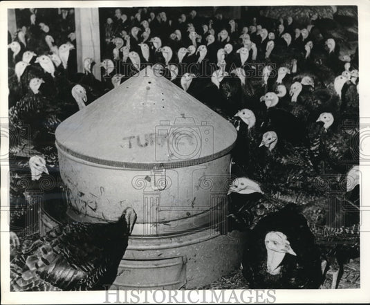 1962 Press Photo Stainless Steel Fountain Surrounded By Turkeys At Farm - Historic Images