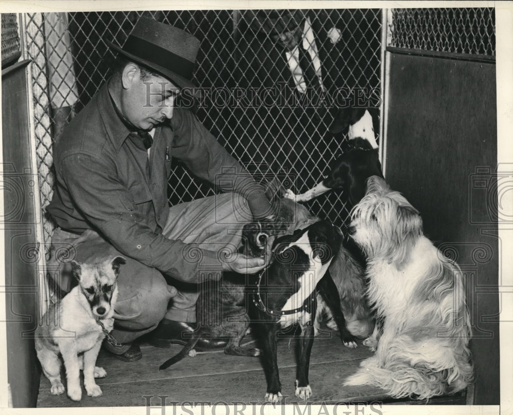 1938 Press Photo Glen Nelson of Humane Dept. with some strays taken to pound - Historic Images