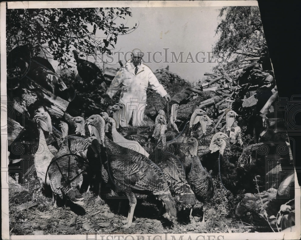 1941 Press Photo Man Rounds Up Dozens Of Turkeys For Thanksgiving Dinner - Historic Images