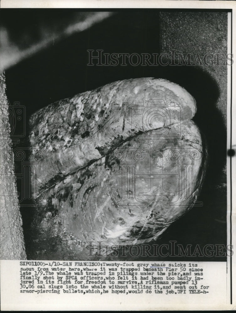 1961 Press Photo Grey whale trapped beneath Pier 50 - Historic Images