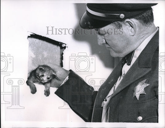 1956 Press Photo ASPCA Officer Ray Minton Lifts Cute Lost Kitten From Trap - Historic Images