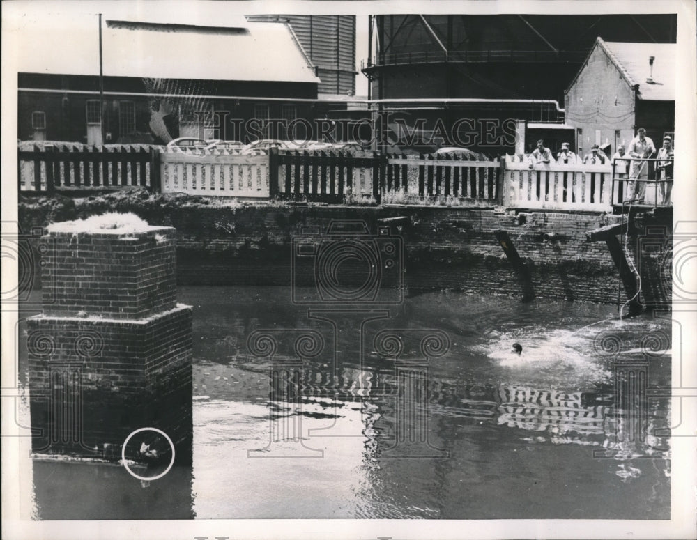 1956 Press Photo A Bedraggled Cat waits in his Island as Jim Loggins rescue - Historic Images