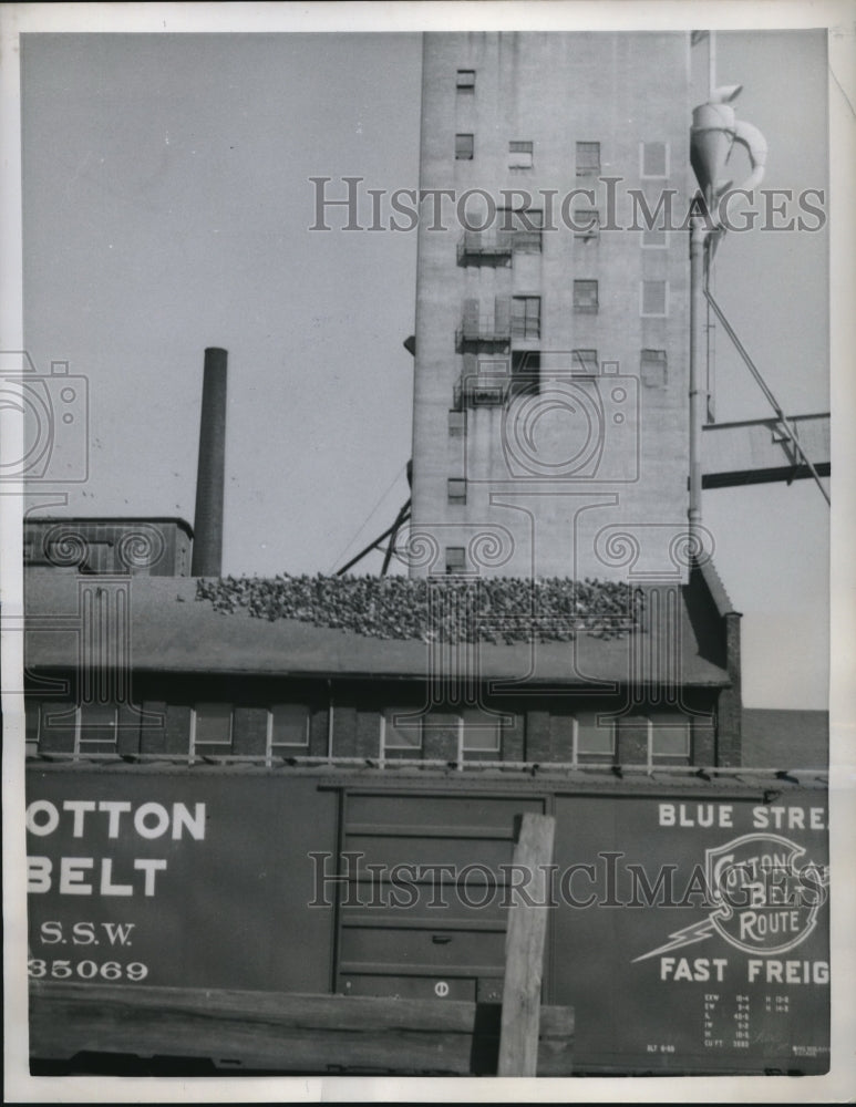 1950 Press Photo Safety in Numbers. Pigeons gather up to beat the chill. - Historic Images