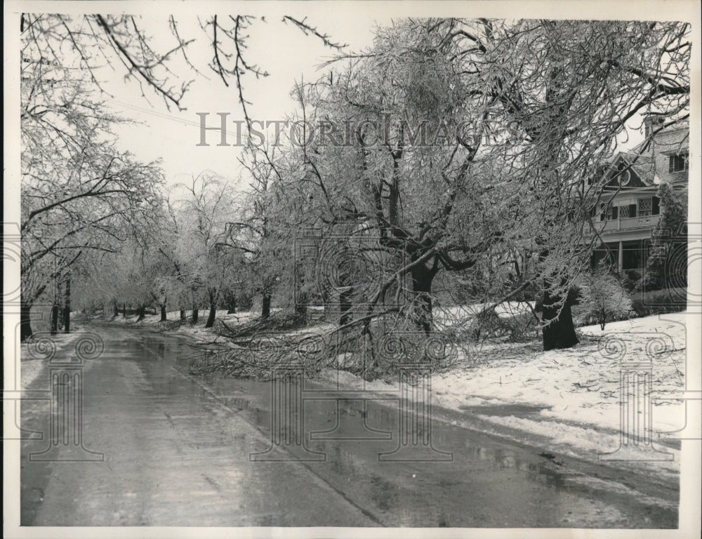 1940 Press Photo Trees breaks along the glazed road in White Plains N.Y. - Historic Images