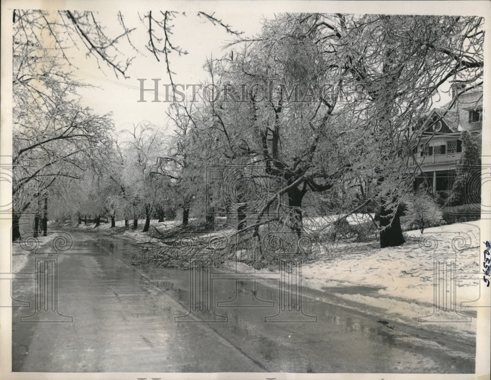 1940 Press Photo Trees breaks by Freezing Rain at White Plains New York. - Historic Images