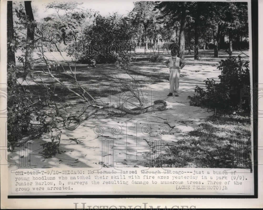 1949 Press Photo Damage Done To Chicago Trees By Hoodlums With Fire Axes - Historic Images