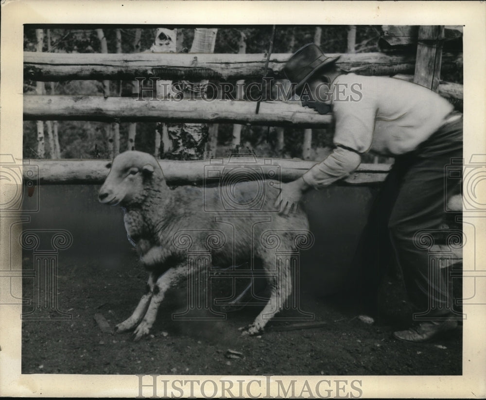 1936 Press Photo Sheep eating Locoweed. - Historic Images