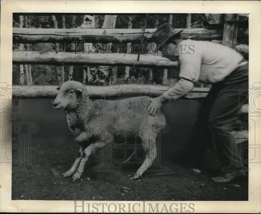 1936 Press Photo Sheep eating Locoweed. - Historic Images
