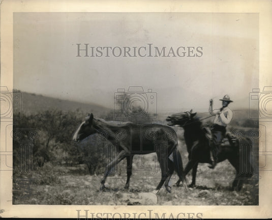 1936 Press Photo Two Loco Weed Horse. - Historic Images