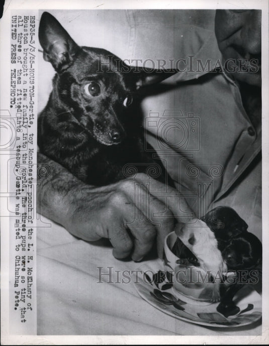 1955 Press Photo Houston, Tx. Gertie toy Manchester dog & her puppies - Historic Images