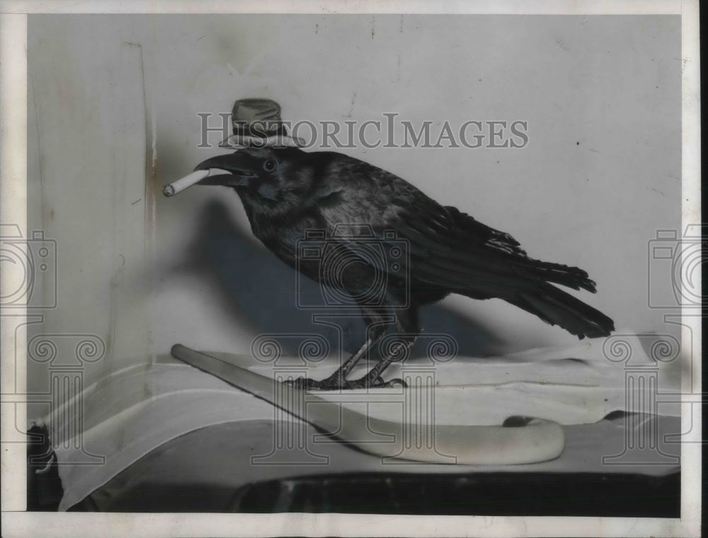 1942 Press Photo crow smokes cigs - Historic Images