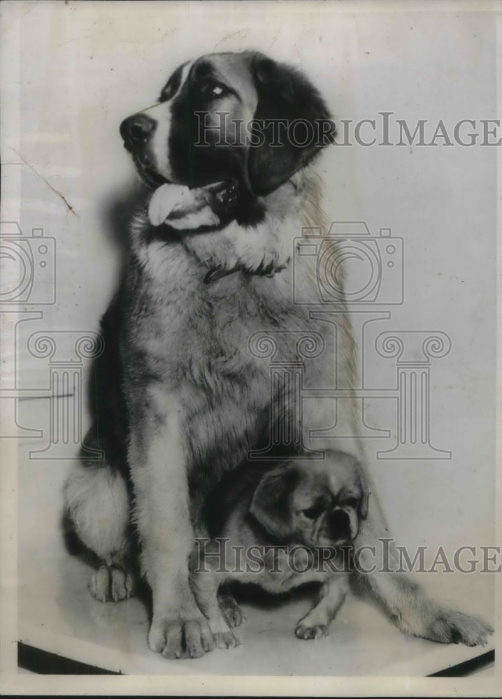 1936 Press Photo Seattle, Wash. St Bernard &amp; small dog at pound - Historic Images