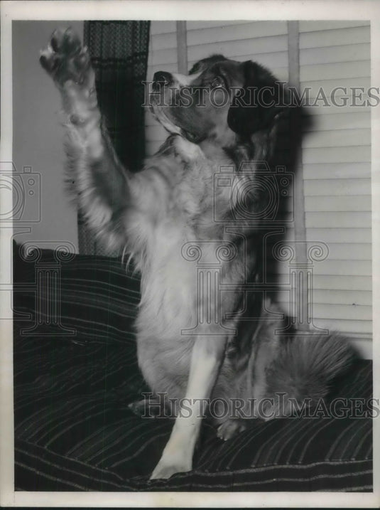 1940 NYC, Denver the St Bernard owned by Mr & Mrs R Osborne-Historic Images