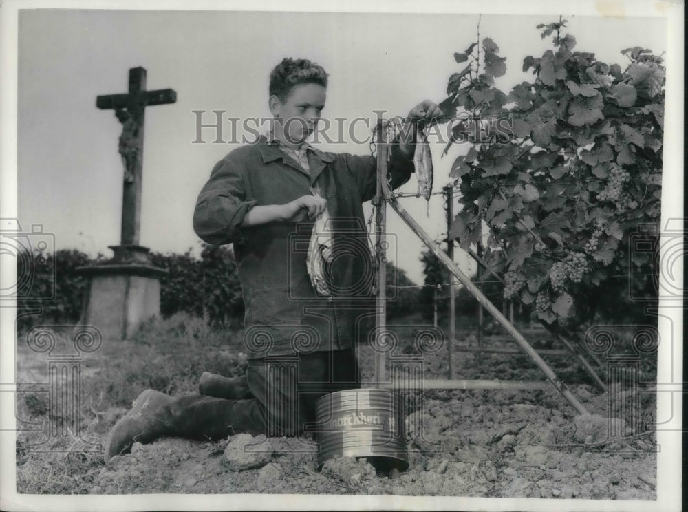 1958 Press Photo Fish business of Bernd Schmitt. - Historic Images