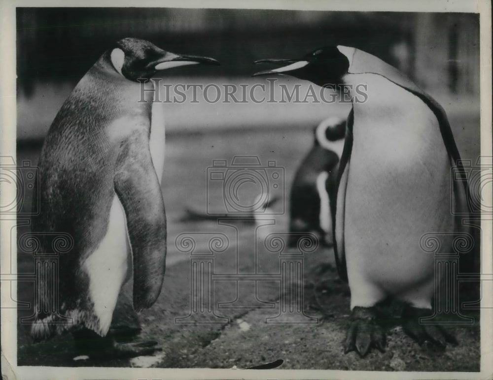 1933 Press Photo Percy and Charlie, King Penguins London Zoo - Historic Images