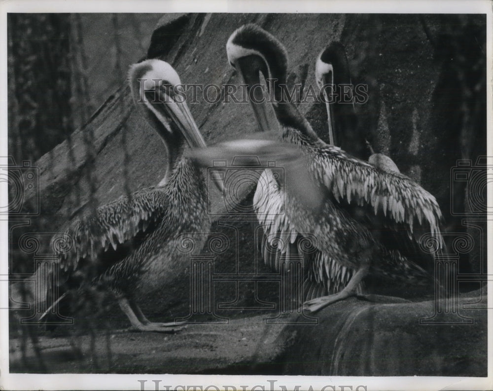 1968 Press Photo Pelicans bath in the spring time sun in Paris - Historic Images