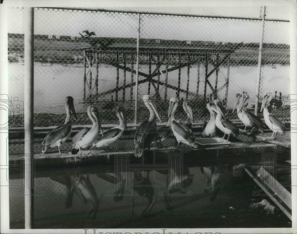 1968 Pelican state&#39;s state bird is a pelican. Returns to LA coast. - Historic Images