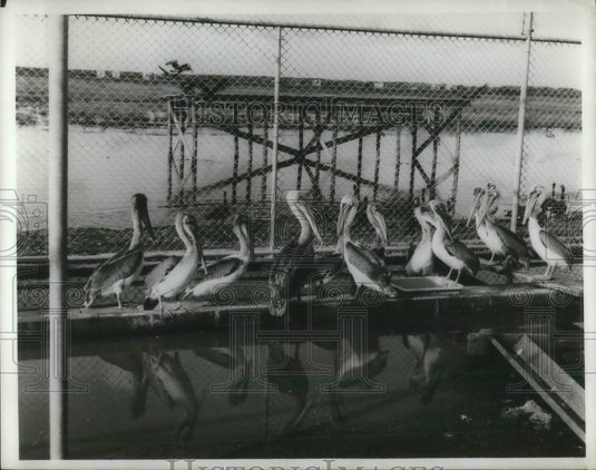 1968 Pelican state's state bird is a pelican. Returns to LA coast. - Historic Images