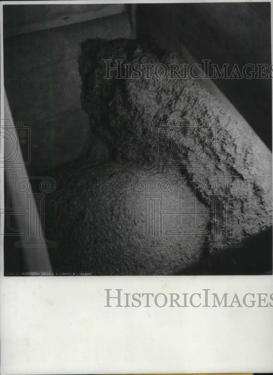 1939 Press Photo Bamboo being put thru a crusher in Italy - Historic Images
