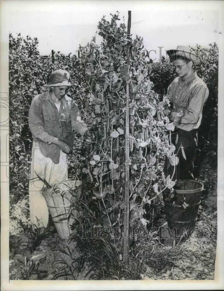 1943 Press Photo Jack Sherin, Frank Graham Pick peas at Farm Auburn WA - Historic Images