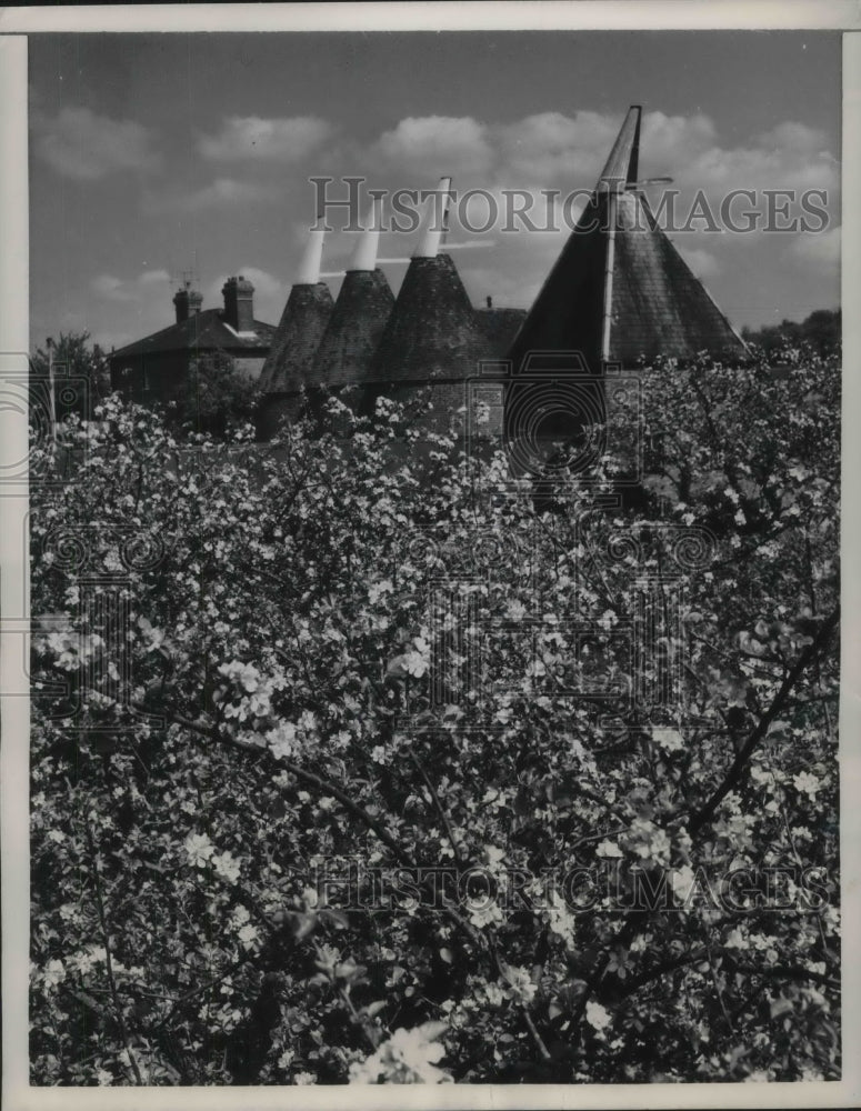 1962 Full flower West Walling, Kent England - Historic Images