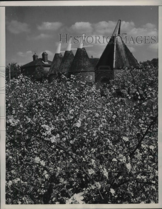 1962 Full flower West Walling, Kent England - Historic Images