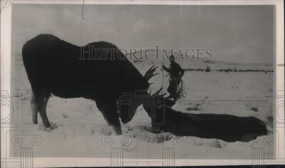 1940 Press Photo WIldlife Agent Jack Benson during death lock in Lake Regoin - Historic Images