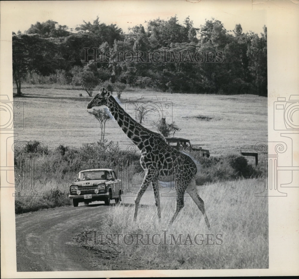 1964 Press Photo Dyoso Adachi and M.Y. Malik driving while Giraffe passes by. - Historic Images