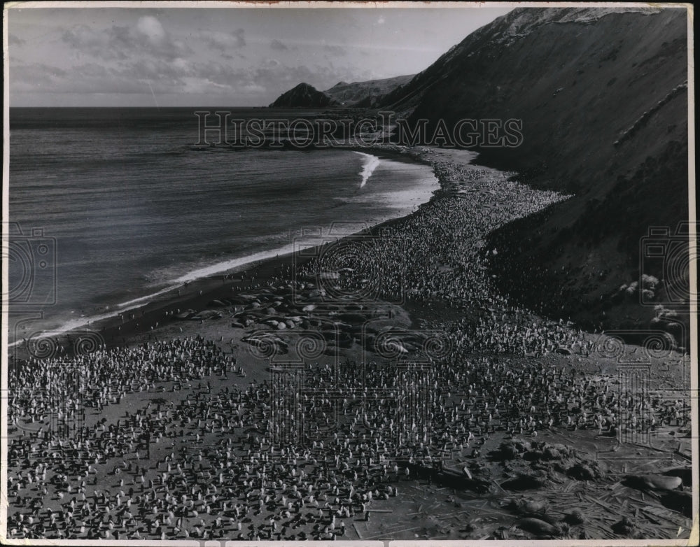 1955 Press Photo Marquarie Island Antartic Sanctuary with penguins and seals on - Historic Images