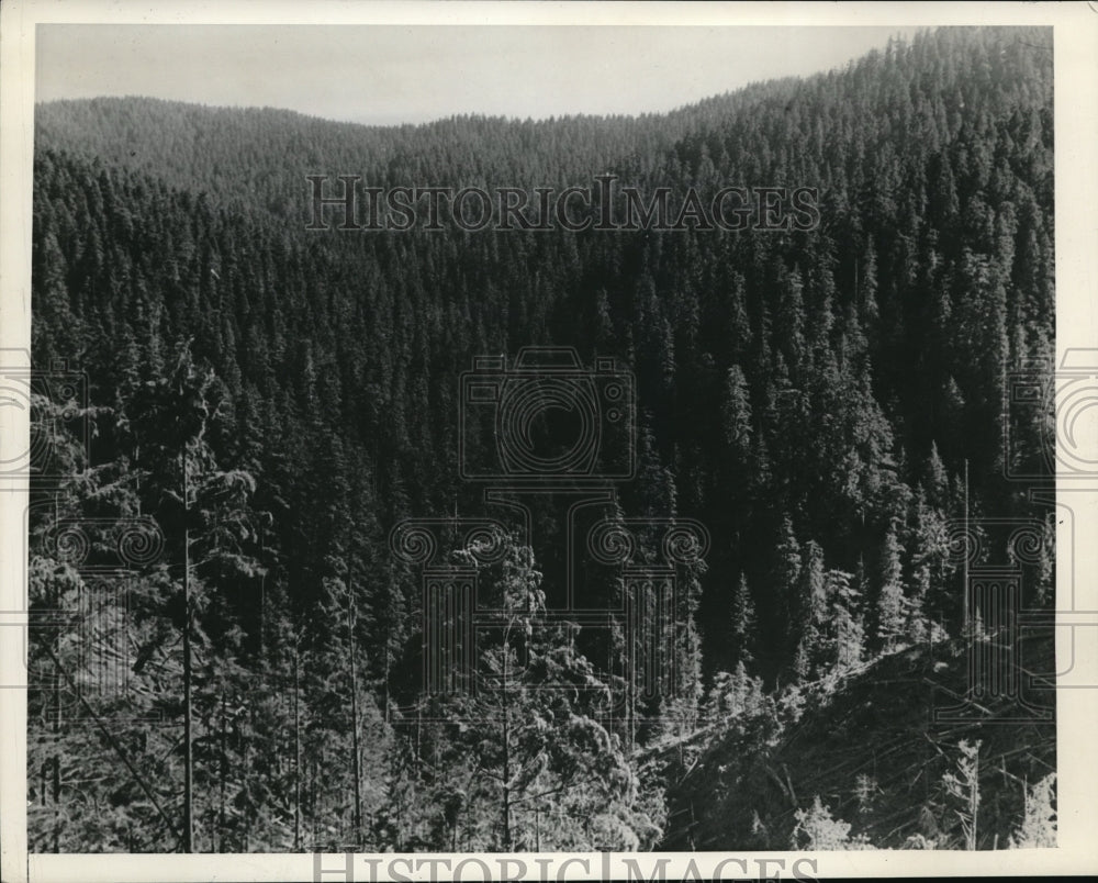 1942 Press Photo Bird&#39;s eye view of US Forest - Historic Images