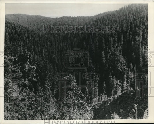 1942 Press Photo Bird's eye view of US Forest - Historic Images
