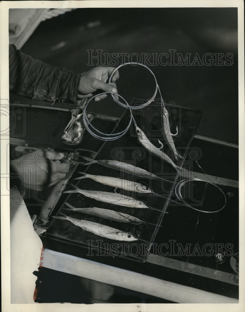 1937 Press Photo Baits are ready for fishing in Miami Beach - Historic Images