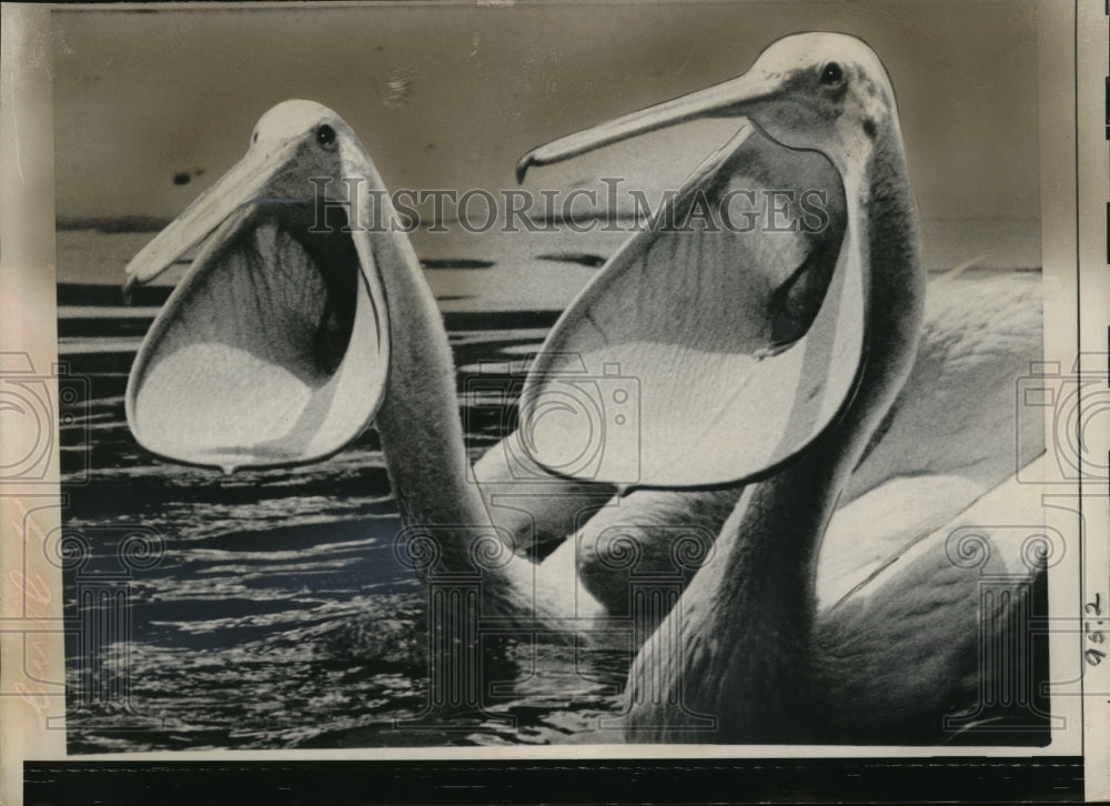 1960 Press Photo Pelicans At Villas Park Zoo Open Mouths To Catch Fish - Historic Images