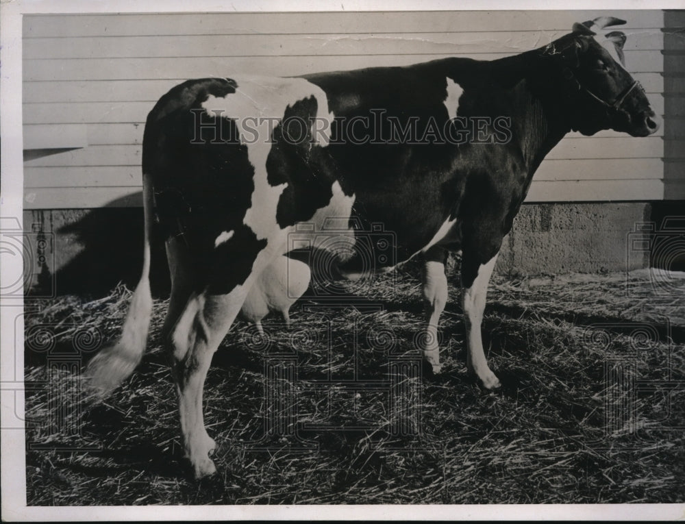 1938 Press Photo A cow also known as a butter producer. - Historic Images