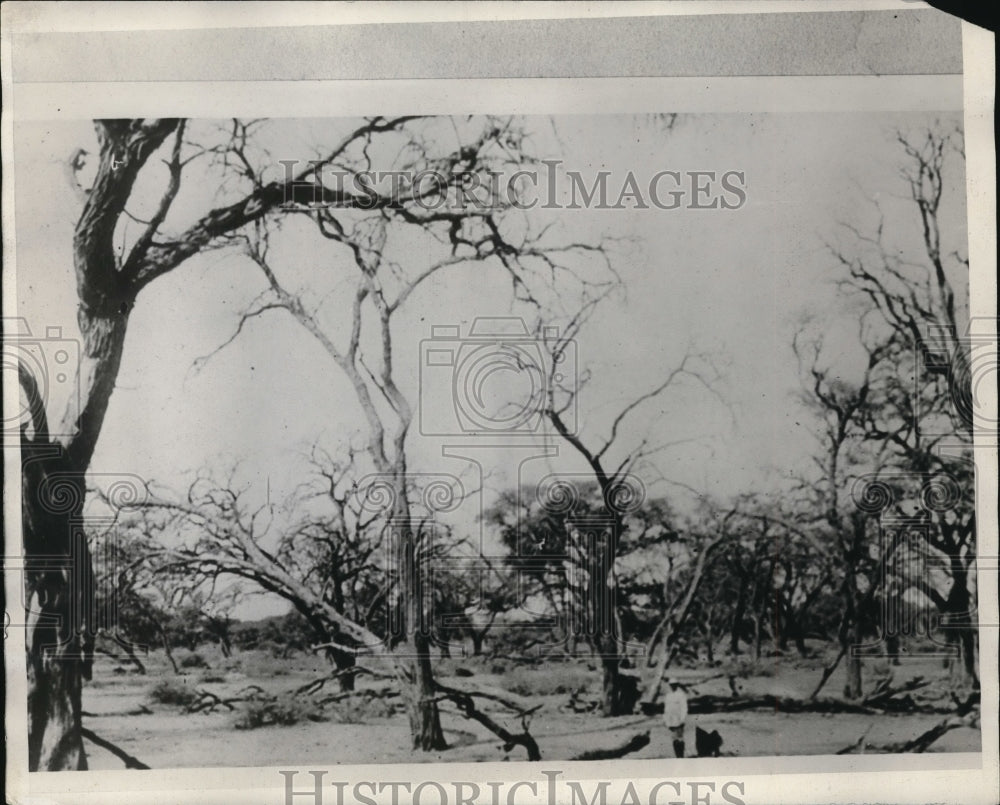 1929 Press Photo South African forest during a drought - Historic Images