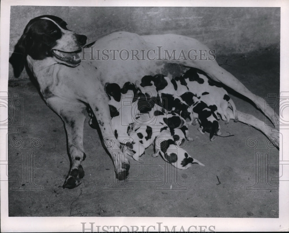 1954 Press Photo Albany Georgia, 16 pointer puppies - nec43923 - Historic Images