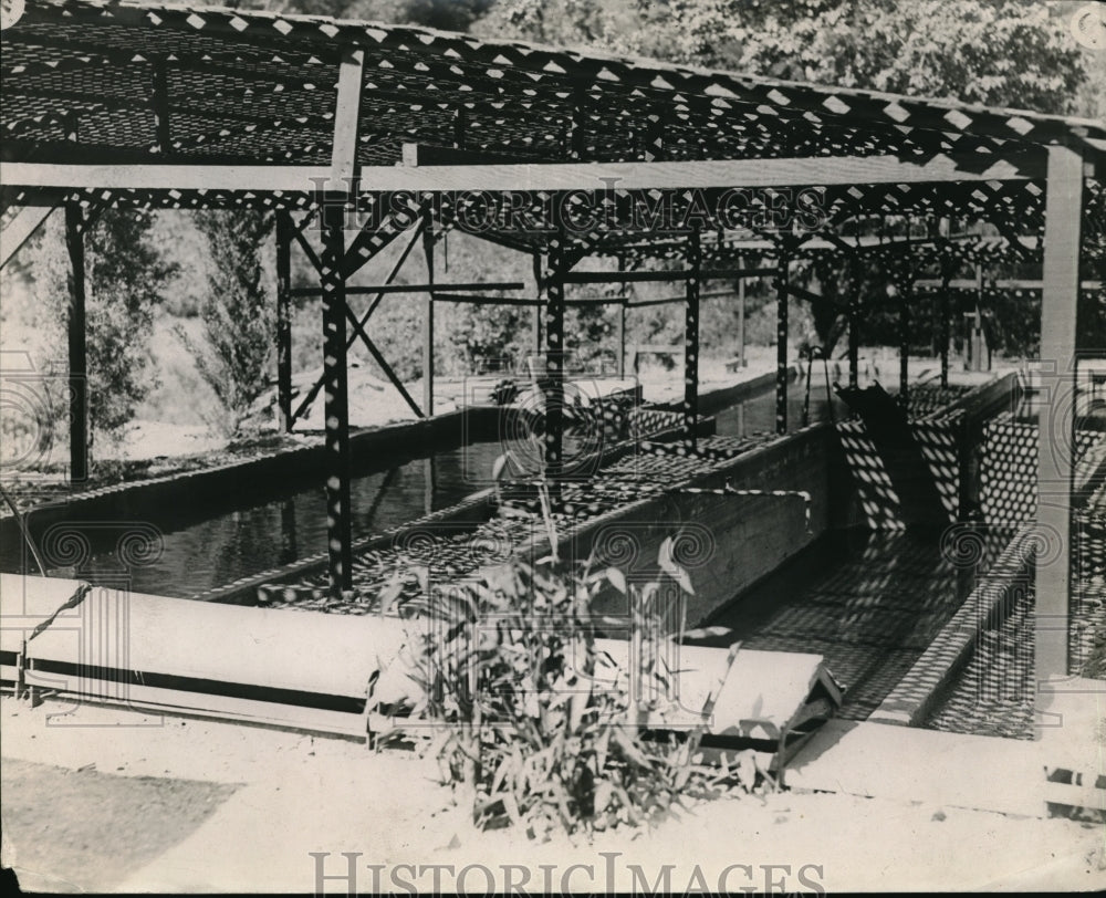 1923 Press Photo Nursery ponds at a fish hatchery - Historic Images