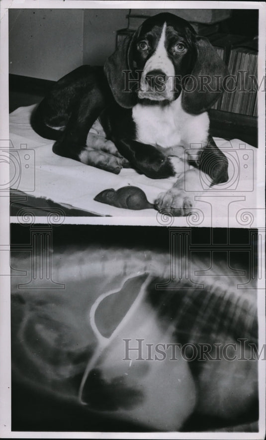 1950 Press Photo dog toy removed from stomach - Historic Images
