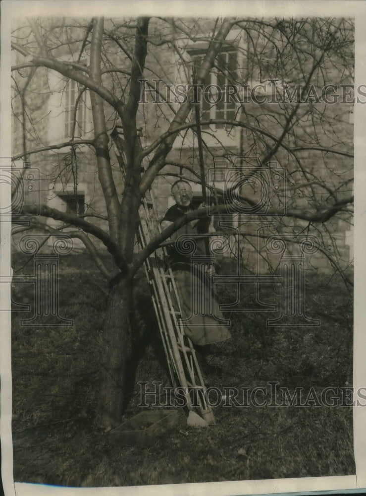 1928 Press Photo Trappist Monk Brother Alfred Climbs Valley Falls Monastary Tree - Historic Images